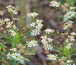 Sticky Daisy Bush