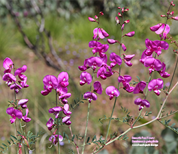 Smooth Darling Pea