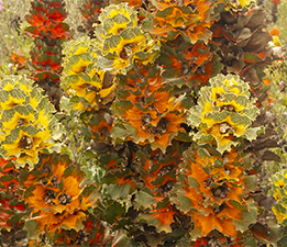 Royal Hakea